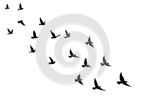 Flying birds silhouettes on isolated background. Vector illustration. isolated bird flying. tattoo and wallpaper background design