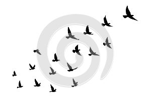 Flying birds silhouettes on isolated background. Vector illustration. isolated bird flying. tattoo and wallpaper background design