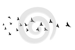 Flying birds silhouettes on isolated background. Vector illustration. isolated bird flying. tattoo and wallpaper background design