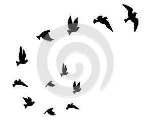 Flying birds silhouettes isolated on white background