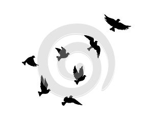 Flying birds silhouettes isolated on white background