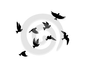 Flying birds silhouettes isolated on white background