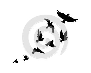 Flying birds silhouettes isolated on white background