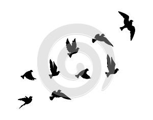 Flying birds silhouettes isolated on white background