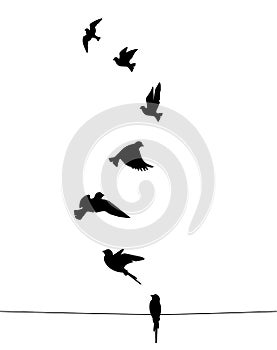 Flying birds silhouettes isolated on white background