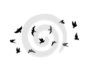 Flying birds silhouettes isolated on white background,