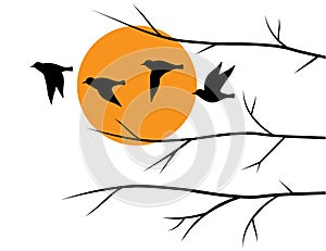 Flying birds silhouettes on sunset and branch illustration isolated on white background