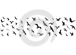 Flying birds silhouettes on white background