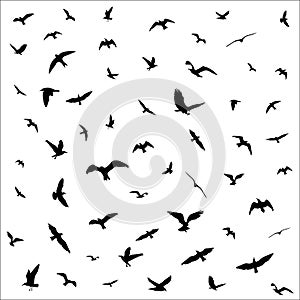 Flying birds silhouettes on white background