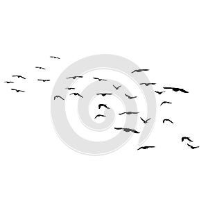 Flying birds silhouettes on white background. Vector illustration. isolated bird flying. tattoo design