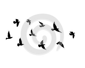 Flying birds silhouettes on white background. Vector illustration. isolated bird flying. tattoo design