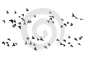 Flying birds silhouettes on white background. Vector illustration. isolated bird flying. tattoo design