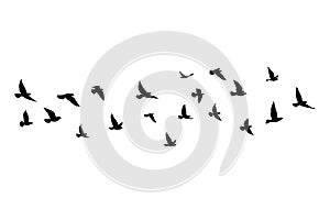 Flying birds silhouettes on white background. Vector illustration. isolated bird flying. tattoo design