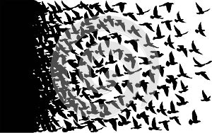 Flying birds silhouettes on white background. Vector illustration. isolated bird flying. tattoo design