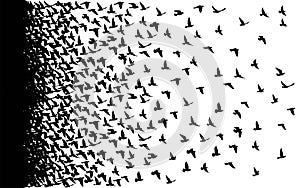 Flying birds silhouettes on white background. Vector illustration. isolated bird flying. tattoo design