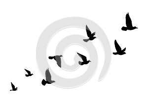 Flying birds silhouettes on white background. Vector illustration. isolated bird flying. tattoo design