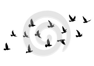 Flying birds silhouettes on white background. Vector illustration. isolated bird flying. tattoo design