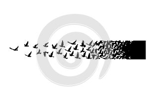 Flying birds silhouettes on white background. Vector illustration. isolated bird flying. tattoo design