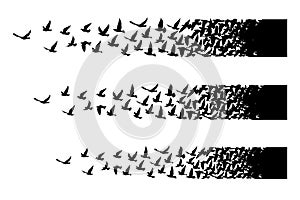 Flying birds silhouettes on white background. Vector illustration. isolated bird flying. tattoo design