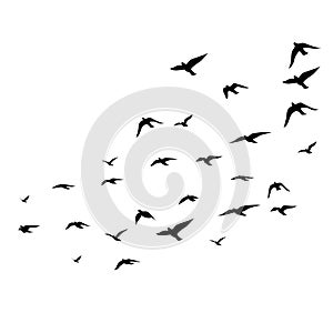 Flying birds silhouettes on white background. Vector illustration. isolated bird flying. tattoo design