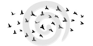 Flying birds silhouettes on white background. Vector illustration. isolated bird flying. tattoo and wallpaper background design