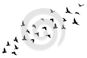 Flying birds silhouettes on white background. Vector illustration. isolated bird flying. tattoo design photo