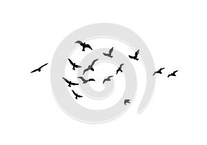 Flying Birds Silhouettes White Background Wallpaper And Background Design