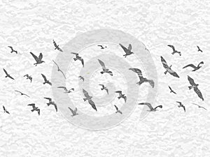 Flying birds silhouettes on white grunge background