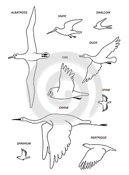 Birds. Vector outline drawing silhouette image set.