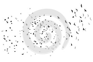 Flying birds vector sketch