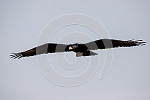 A verreaux eagle in flight Aquila verreauxii