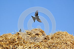 Flying black bird on yellow harvested wheat field at autumn day, natural rural landscape. Bhor, Maharashtra, India