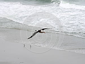 Flying Black-browed Albatross, Thalassarche melanophris, island of Sounders, Falkland Islands-Malvinas