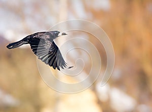 Flying black Carrion Crow
