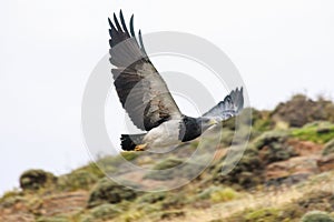 Flying Black-chested buzzard-eagle