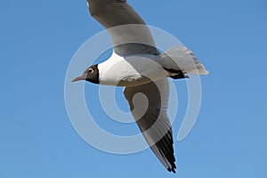 Flying black-headed gull Chroicocephalus ridibundus against clear blue sky