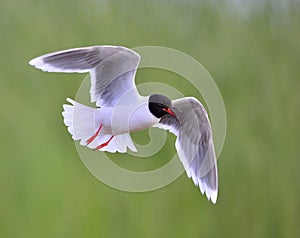 Flying Black-headed Gull (Larus ridibundus)