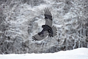 Flying black raven bird (Corvus corax) with open wings and rain bokeh, wildlife in nature