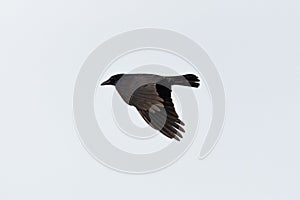 Flying black raven corvus corone with spread wings