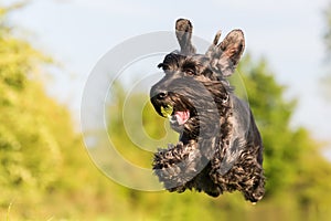 Flying black standard schnauzer dog
