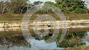 flying black swamp bird over river