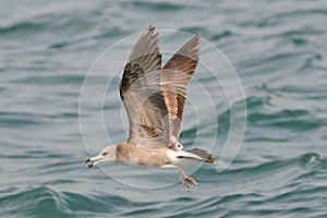 Flying Black-tailed Gull