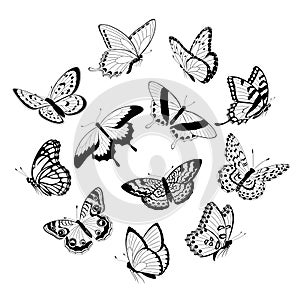 Flying black & white butterflies