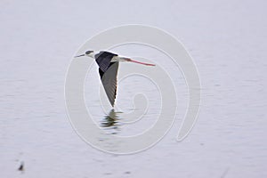 Flying black winged Stilt