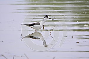 Flying black winged Stilt