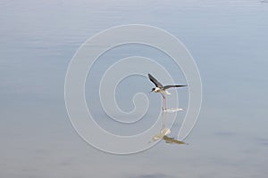 Flying Black-winged stilt in the water with reflection, Spain