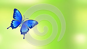 Flying blue butterfly sits on a flower blooming, animated spring or summer video