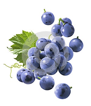 Flying blue grapes isolated on white background. Bunch of falling berries