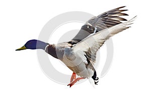 Flying blue head mallard duck drake on white