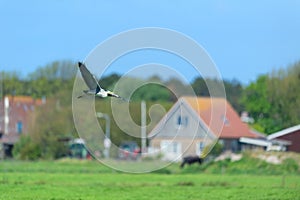 Flying blue Heron at Terschelling photo